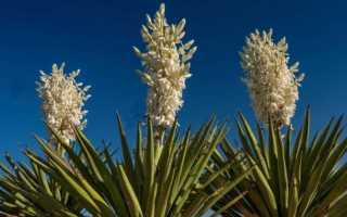 Что делать, если у юкки желтеют листья?