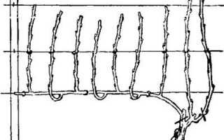 Виноград Симпатия: что нужно знать о нем, описание сорта, отзывы