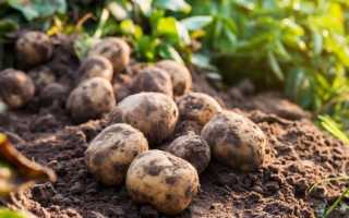 Выращивание картофеля в Сибири — наиболее подходящие сорта