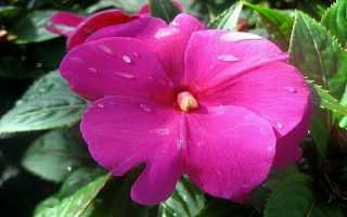 Выращивание новогвинейского бальзамина в домашних условиях