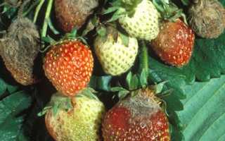 Способы защиты клубники от вредителей и болезней, методы борьбы и меры безопасности