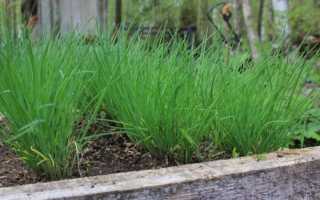 Многолетний лук: виды, выращивание. Многолетний лук на зелень