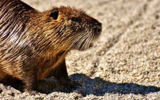 Как правильно забить и разделать нутрию?