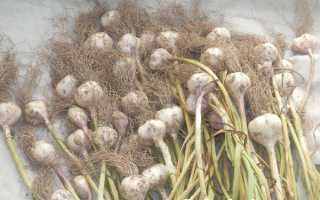 Можно ли сажать чеснок рядом с луком и правила севооборота на грядке