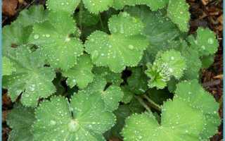 Манжетка мягкая — «Дамская накидка»: посадка и уход