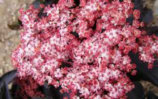 Бузина черная Блэк Бьюти: описание и характеристики сорта