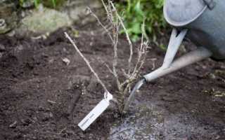 Описание крыжовника сорта Английский желтый, посадка и уход