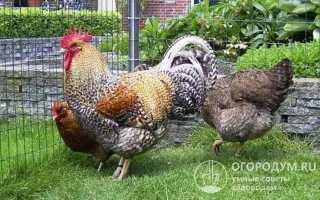 Куры Лакенфельдер – описание породы, фото и видео