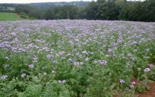 Фацелия, способ посадки: Использование растения в качестве сидерата- Обзор +Видео