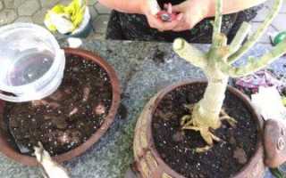 Обрезка адениума в домашних условиях