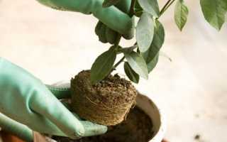 Циперус цветок — уход в домашних условиях, грунт