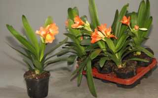 Луковичные цветы для сада: виды и правила выращивания. О многолетних луковичных цветах в ландшафтном дизайне сада