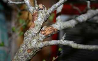 Чем обрабатывать ствол яблони при повреждении коры