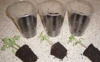 Пикировка рассады томатов: правила пикирования помидоров + уход после пикировки