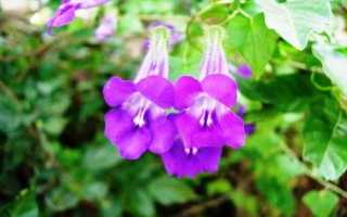 Азарина лазающая: выращивание из семян в домашних условиях