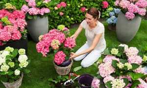 Технология выращивания гортензии в открытом грунте. Как правильно посадить и ухаживать за растением?