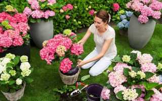 Технология выращивания гортензии в открытом грунте. Как правильно посадить и ухаживать за растением?