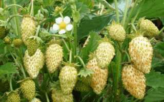 Клубника Пайнберри (Ананасная): описание сорта, посадка и уход, фото + видео