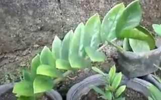 Замиокулькас (Долларовое дерево): уход в домашних условиях, пересадка