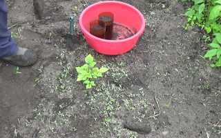 Как избавиться от корней малины химическим способом. Как навсегда избавиться от малины на участке