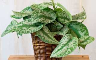 Cциндапсус золотистый — ядовит или нет, ожог кожи от сциндапсуса