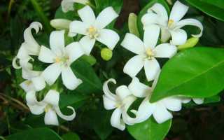 Мурайя: лечебные свойства и противопоказания, польза и вред