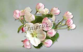 Описание и характеристики яблок сорта Айдаред, тонкости выращивания