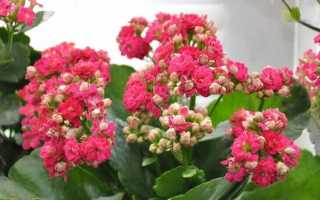 Почему опадают листья у каланхоэ и как с этим бороться?