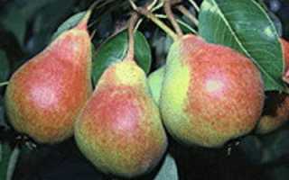 Сорт груши Академическая: румяный, сладкий, урожайный