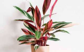 Строманта — уход в домашних условиях, фото