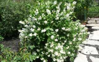 Жасмин, разновидности для домашнего выращивания