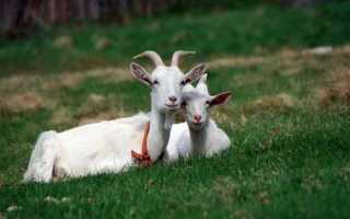 От каких болезней защищает коз вакцинация и какие прививки делают