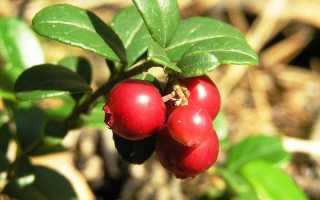 Комнатный цветок Медвежье Ушко. Коровяк «медвежье ухо»: лечебные свойства, противопоказания