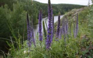 Вероника колосистая (колосковая): описание, посадка, уход, применение в народной медицине