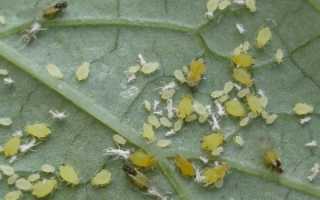 Причины появления тли на огурцах – лучшие способы борьбы с вредителем на огороде