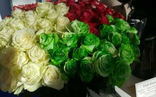 Как правильно размножать черенками плетистую розу