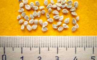 Стоит ли обрабатывать семена томатов перед посадкой и как это сделать