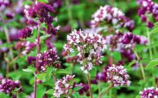 Душица (орегано): польза и вред, применение, описание, фото растения