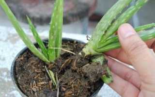 Особенности выращивания и размножения Алоэ Вера в домашних условиях и открытом грунте