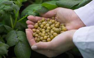 Когда и как правильно собирать семена картофеля из ягод