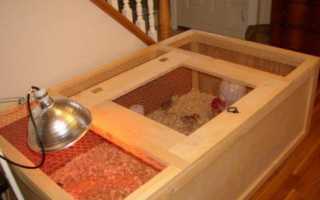 Разведение перепелов на дачном участке