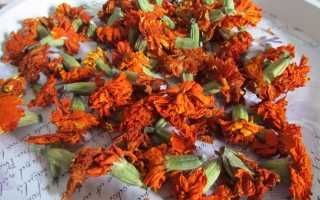 Лечебные свойства бархатцев и их применение в народной медицине