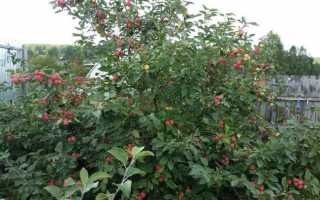 Яблоня Серебряное копытце — описание сорта, фото, отзывы