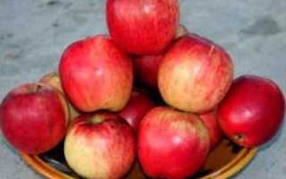 Яблоня Афродита: особенности сорта и ухода