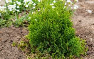 Можжевельник арнольд посадка и уход