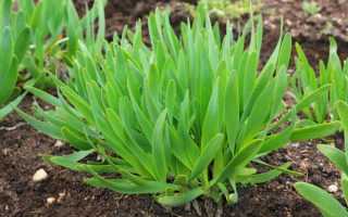 Лук-слизун: фото настоящего и какой сейчас выращивают