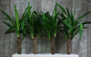 Юкка комнатная: уход в домашних условиях, пересадка и размножение, формирование кроны, болезни, фото