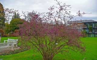 Декоративный кустарник красивоплодник — посадка в Подмосковье