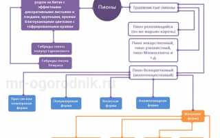 Все разнообразие пионов для вашего сада