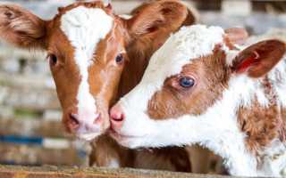 ЗЦМ ‘Спектолак’ Премиум 16% для телят (выпойка с 7-го дня)